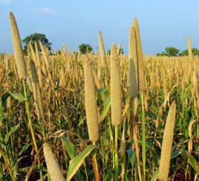 5 HEALTH BENEFITS OF GUINEA CORN