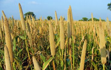 5 HEALTH BENEFITS OF GUINEA CORN