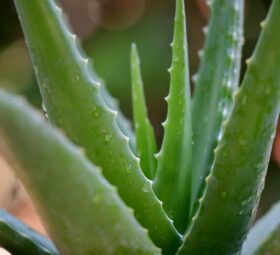 WHAT ARE THE HEALTH BENEFIT OF ALOE VERA?