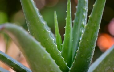WHAT ARE THE HEALTH BENEFIT OF ALOE VERA?
