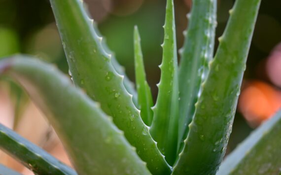 WHAT ARE THE HEALTH BENEFIT OF ALOE VERA?