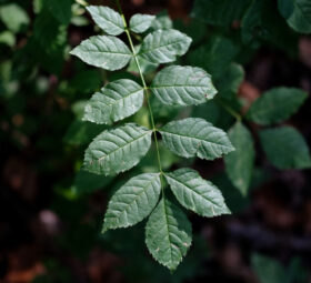 BENEFITS OF AFRICAN ROSEWOOD LEAVES