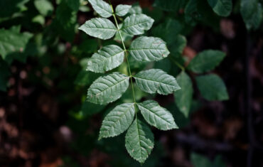 BENEFITS OF AFRICAN ROSEWOOD LEAVES