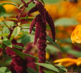 Amaranth: Your Secret Weapon for Weight Loss