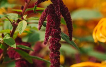 Amaranth: Your Secret Weapon for Weight Loss