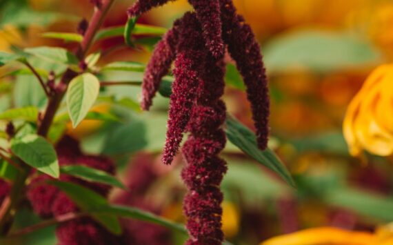 Amaranth: Your Secret Weapon for Weight Loss