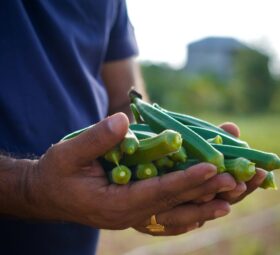 Okra: The Best Slimming Superstar
