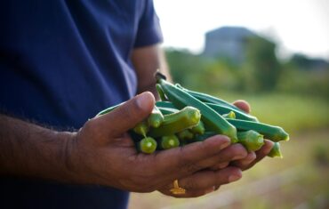 Okra: The Best Slimming Superstar